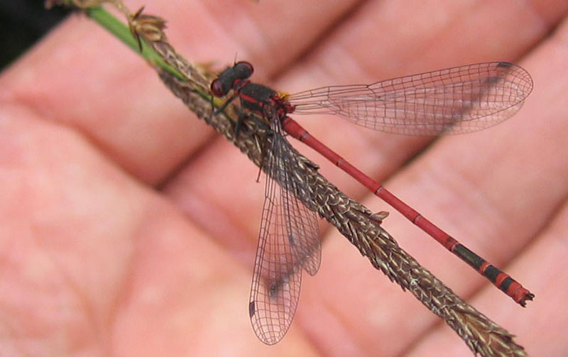 Pyrrhosoma nymphula (maschio)....dal Trentino