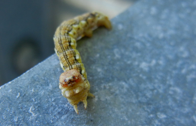 bruco: Erannis defoliaria - Geometridae........dal Trentino