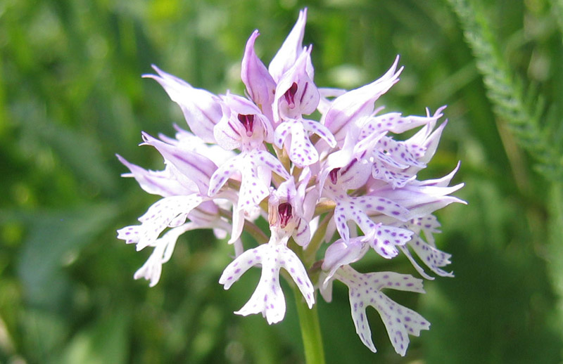 Neotinea (Orchis) tridentata.....dal Trentino