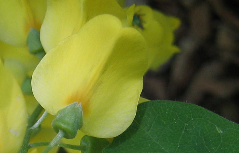 Laburnum anagyroides / Maggiociondolo comune