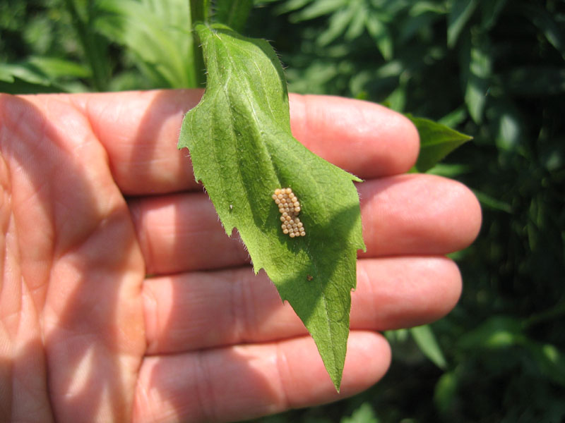 39 cellette-uova di ? Pentatomidae