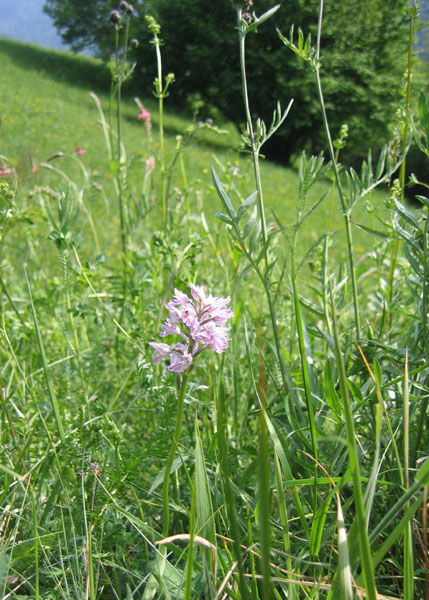 Neotinea (Orchis) tridentata.....dal Trentino