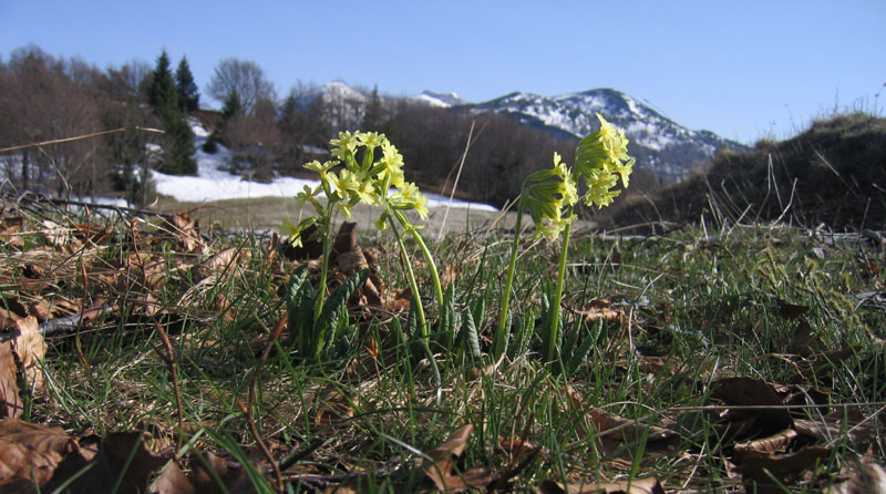 Primula elatior....dal Trentino