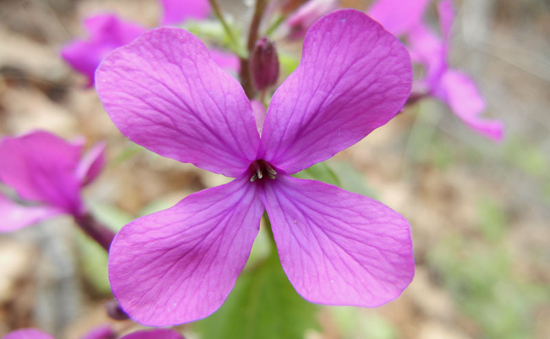 Lunaria annua L..