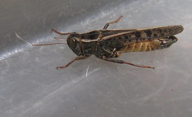 Calliptamus italicus - Acrididae...dal Trentino