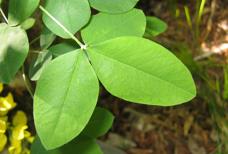 Laburnum anagyroides / Maggiociondolo comune