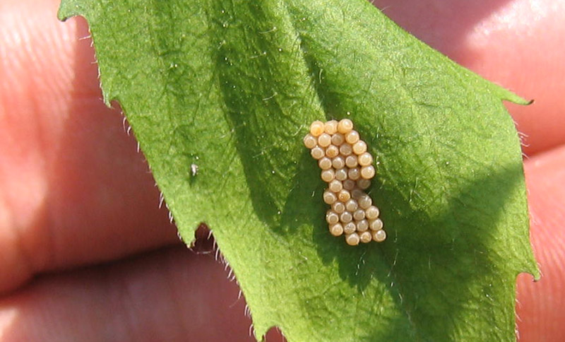 39 cellette-uova di ? Pentatomidae