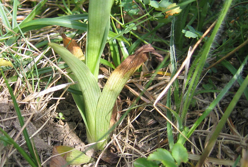 Neotinea (Orchis) tridentata.....dal Trentino