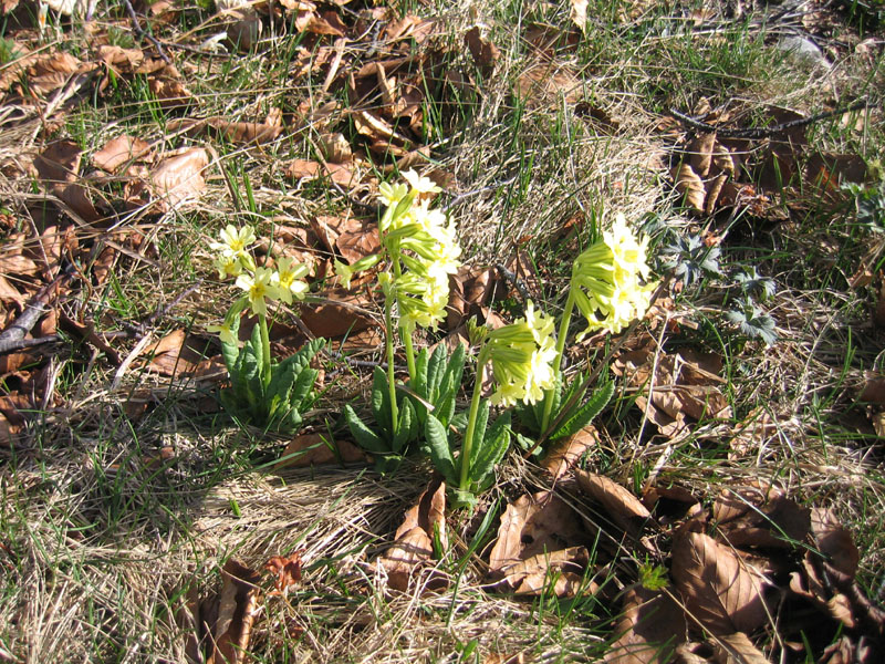 Primula elatior....dal Trentino