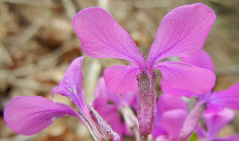 Lunaria annua L..