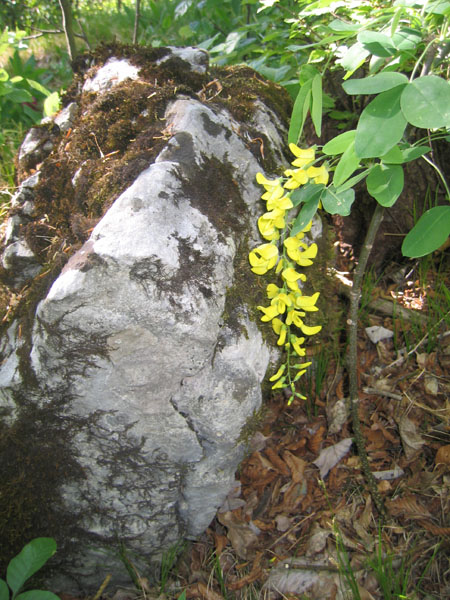 Laburnum anagyroides / Maggiociondolo comune