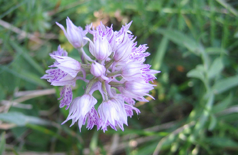 Neotinea (Orchis) tridentata.....dal Trentino