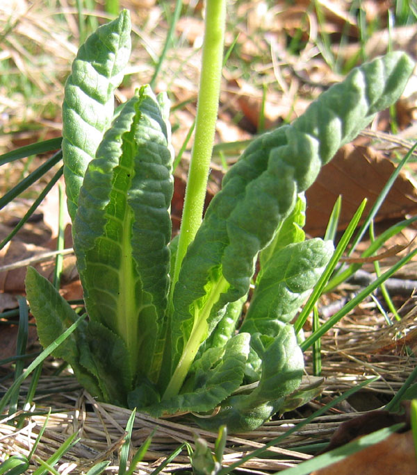 Primula elatior....dal Trentino