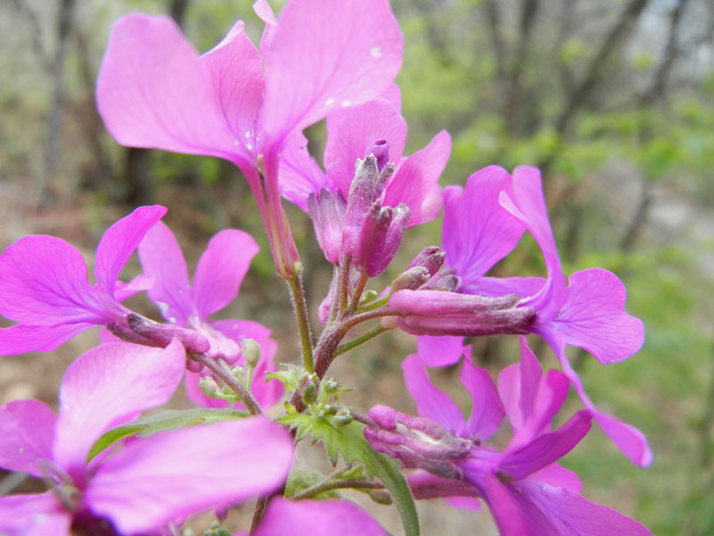 Lunaria annua L..