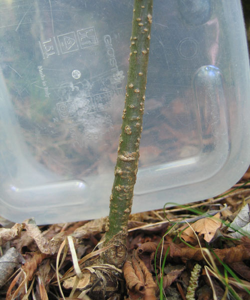 Laburnum anagyroides / Maggiociondolo comune