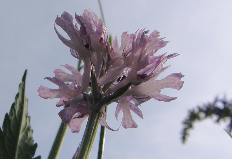 Neotinea (Orchis) tridentata.....dal Trentino