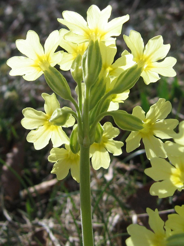 Primula elatior....dal Trentino