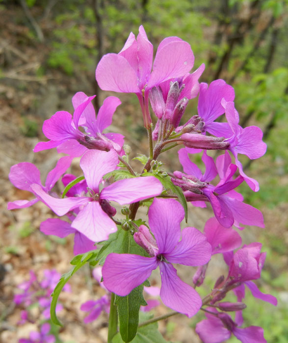 Lunaria annua L..