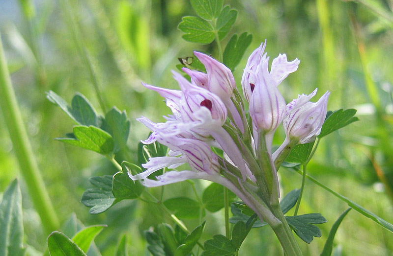 Neotinea (Orchis) tridentata.....dal Trentino