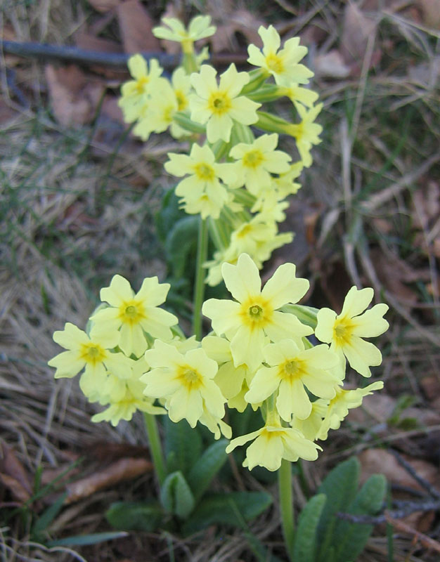 Primula elatior....dal Trentino