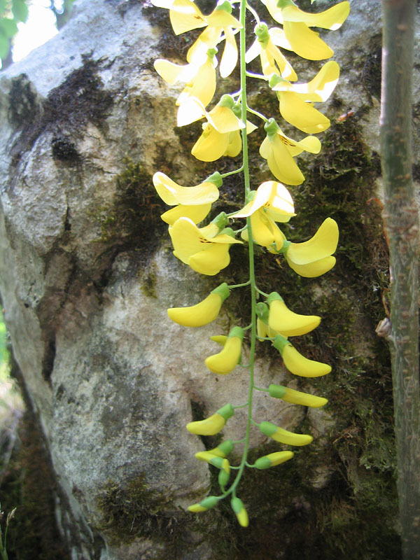 Laburnum anagyroides / Maggiociondolo comune