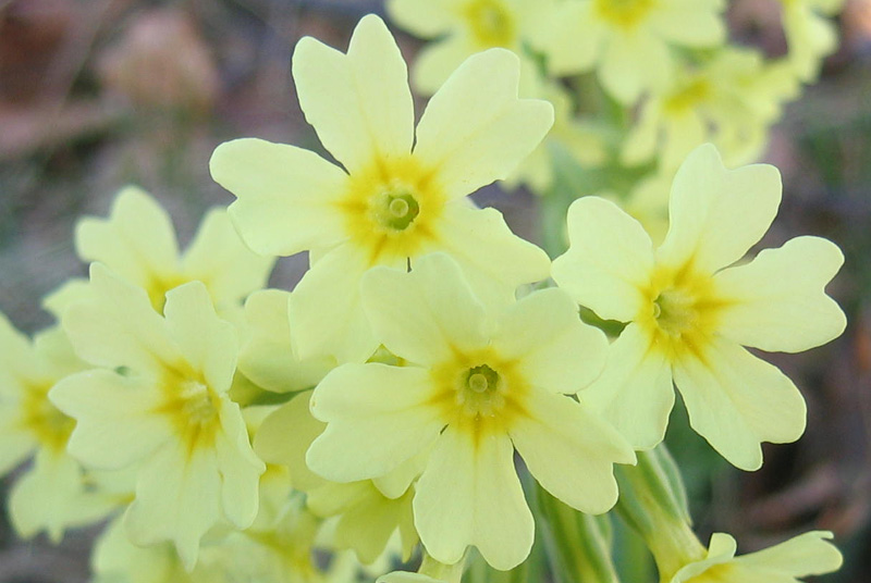 Primula elatior....dal Trentino