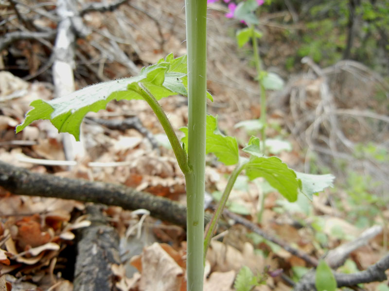 Lunaria annua L..