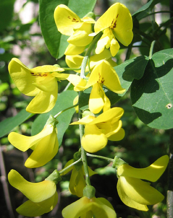 Laburnum anagyroides / Maggiociondolo comune