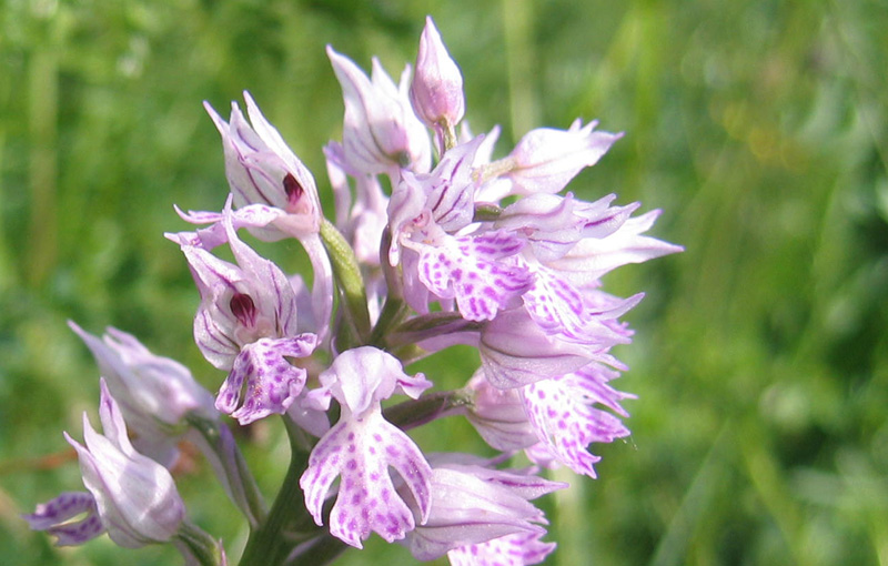 Neotinea (Orchis) tridentata.....dal Trentino