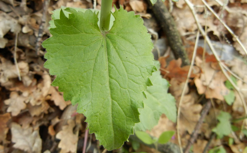 Lunaria annua L..