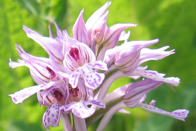 Neotinea (Orchis) tridentata.....dal Trentino