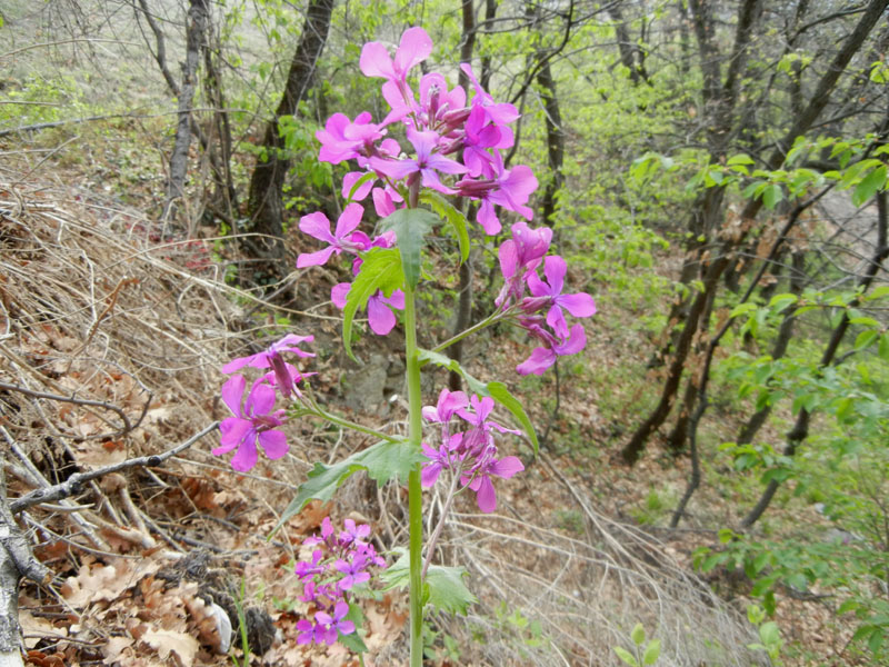 Lunaria annua L..