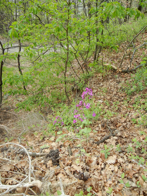 Lunaria annua L..