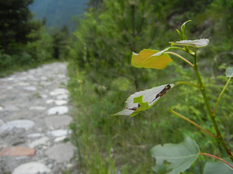 bruchi: Cerura vinula -Notodontidae ?