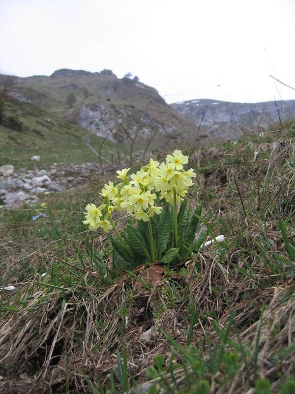 Primula elatior....dal Trentino