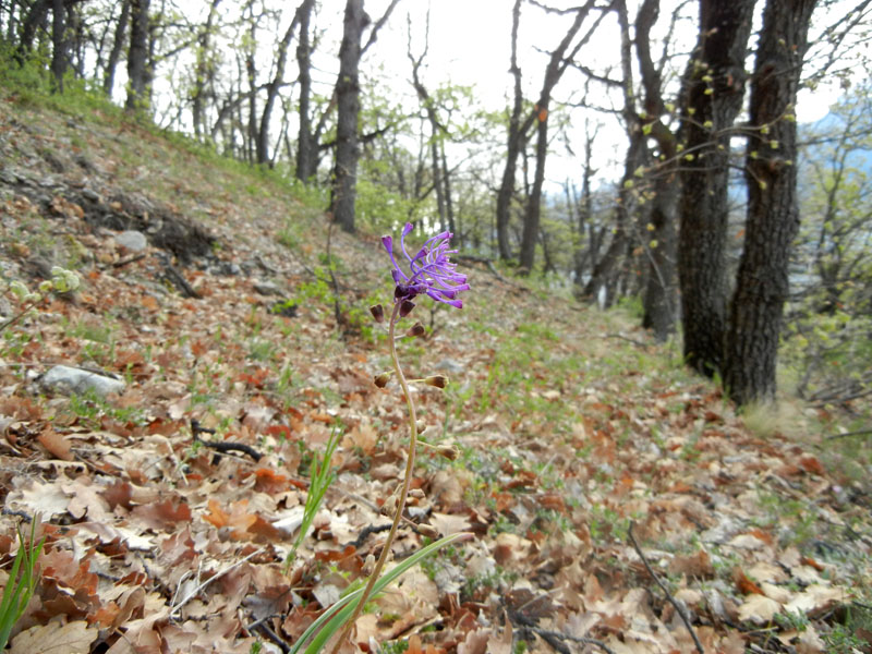 da determinare...- Muscari comosum