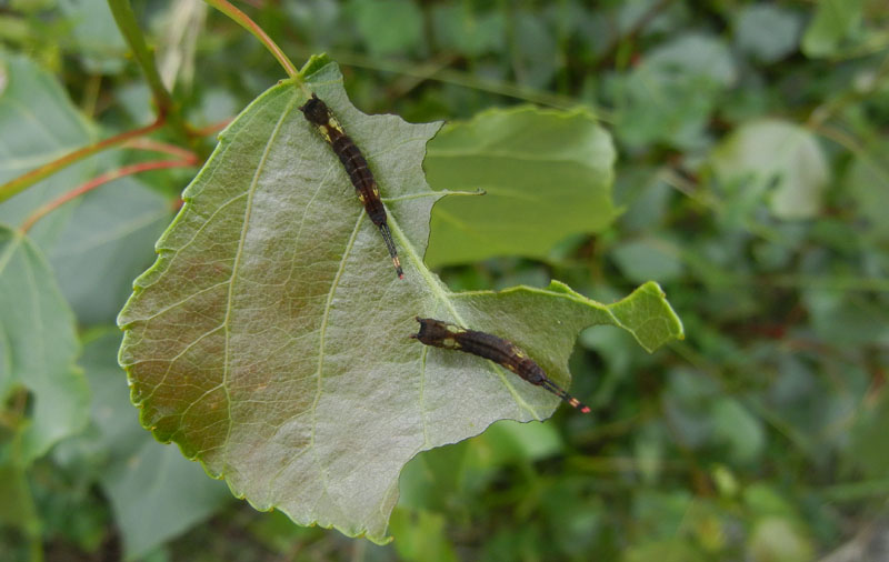 bruchi: Cerura vinula -Notodontidae ?