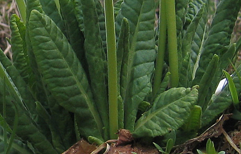 Primula elatior....dal Trentino