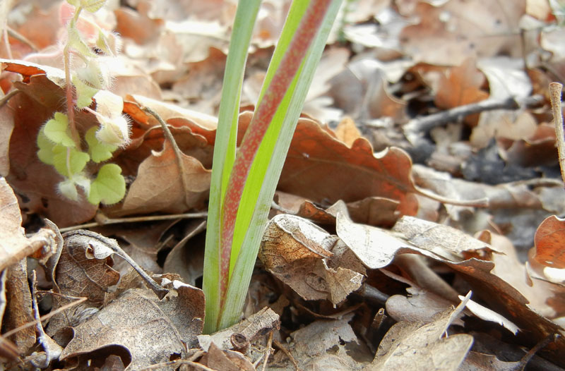 da determinare...- Muscari comosum