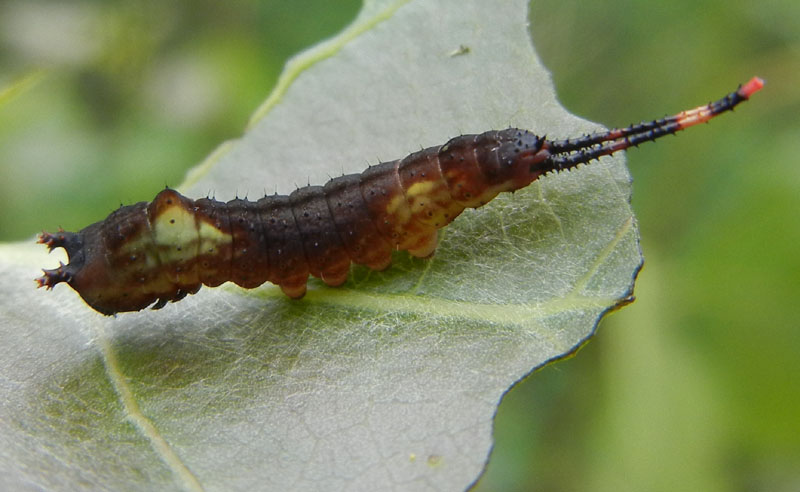 bruchi: Cerura vinula -Notodontidae ?