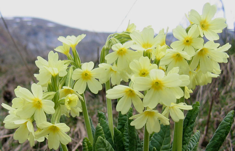 Primula elatior....dal Trentino