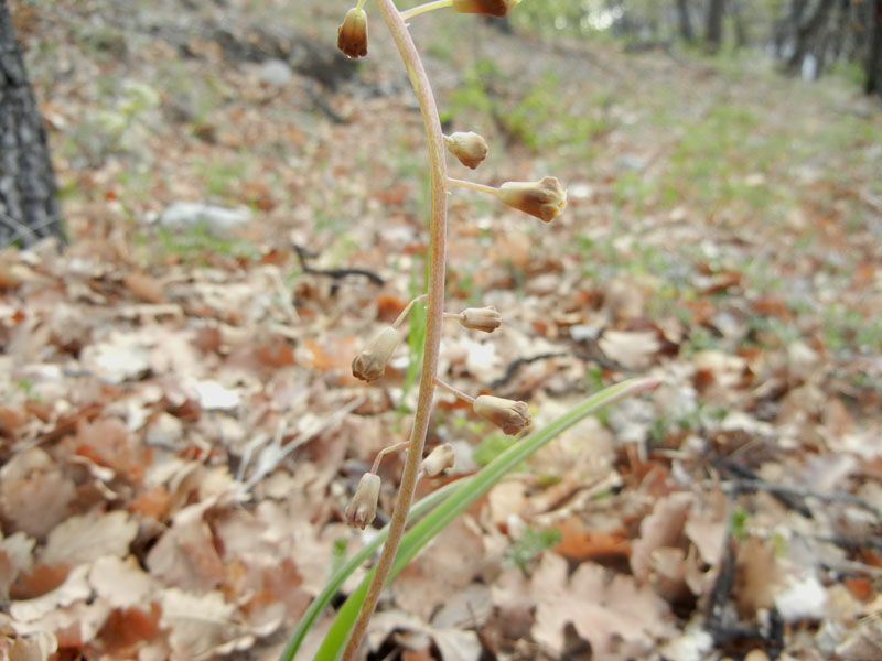 da determinare...- Muscari comosum