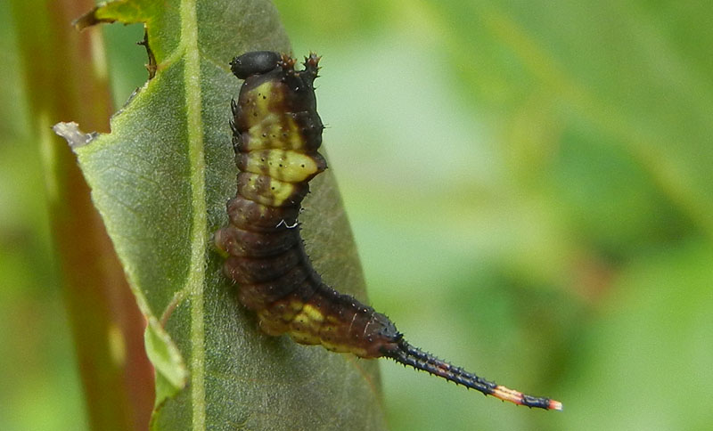 bruchi: Cerura vinula -Notodontidae ?