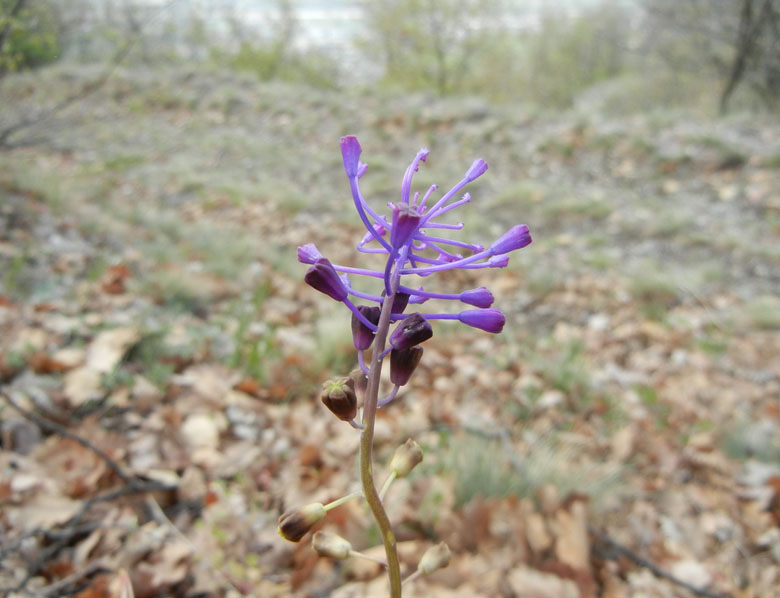 da determinare...- Muscari comosum