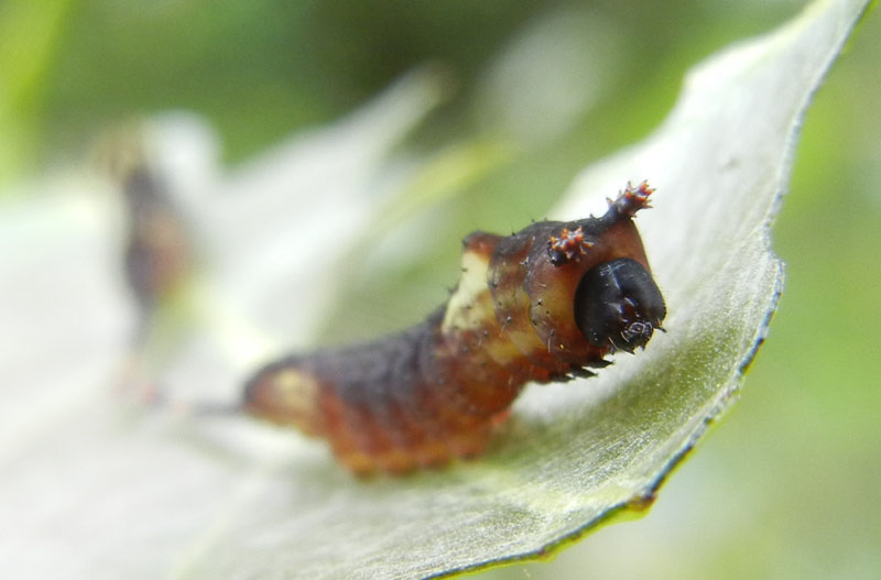 bruchi: Cerura vinula -Notodontidae ?