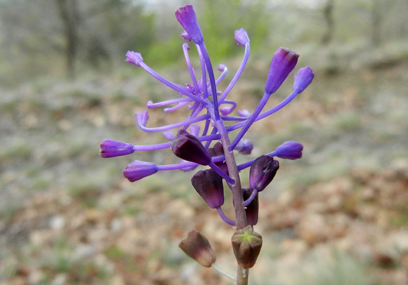 da determinare...- Muscari comosum