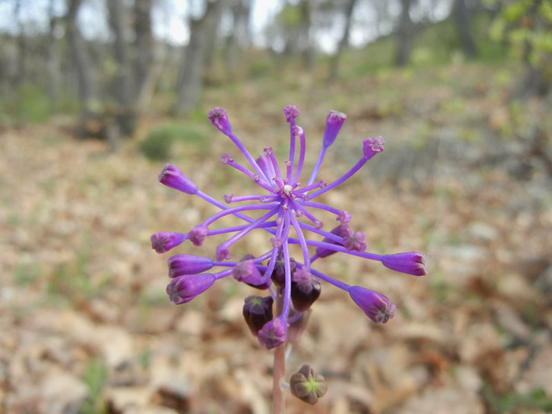 da determinare...- Muscari comosum