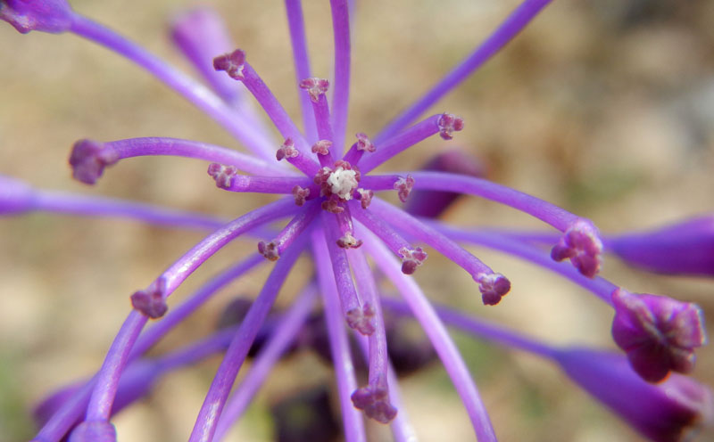 da determinare...- Muscari comosum