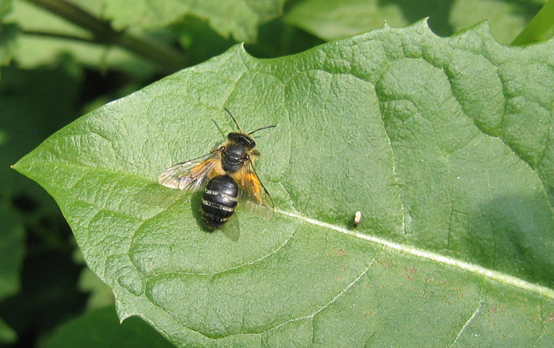 Apidae Andreninae? Femmina di Andrena sp.