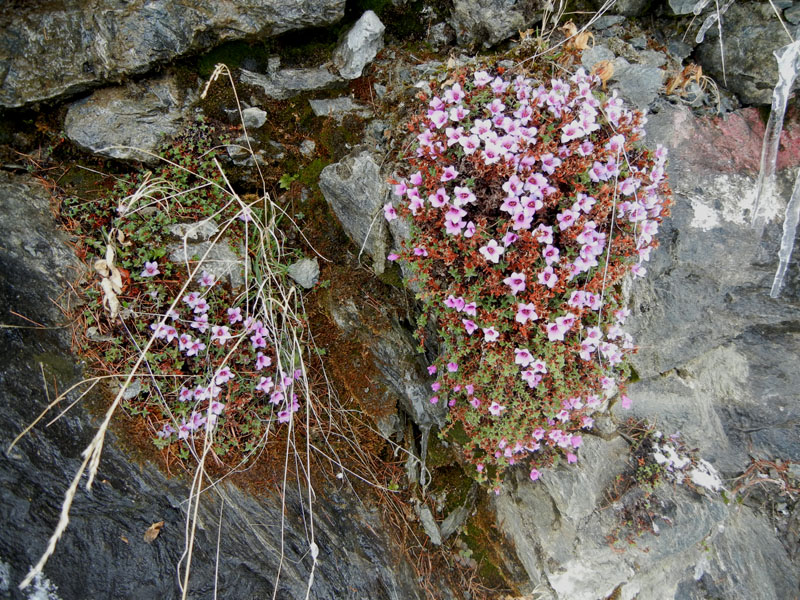 Saxifraga oppositifolia L., sl.